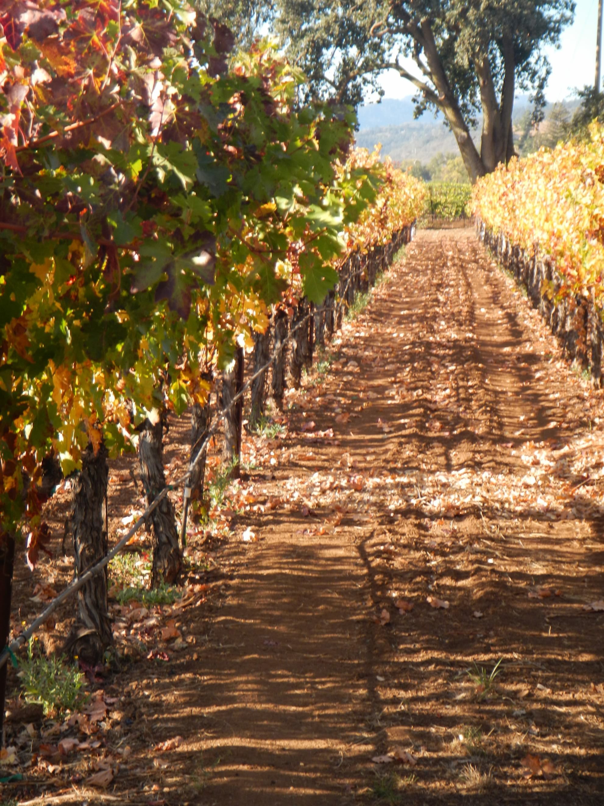 Wineries, fall, vineyard