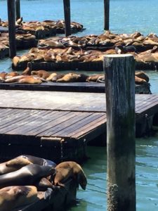 Sea Lions