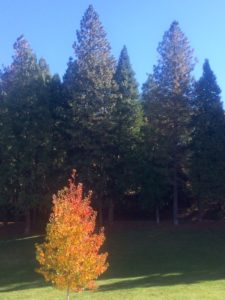 Fall Colors at Apple Hill