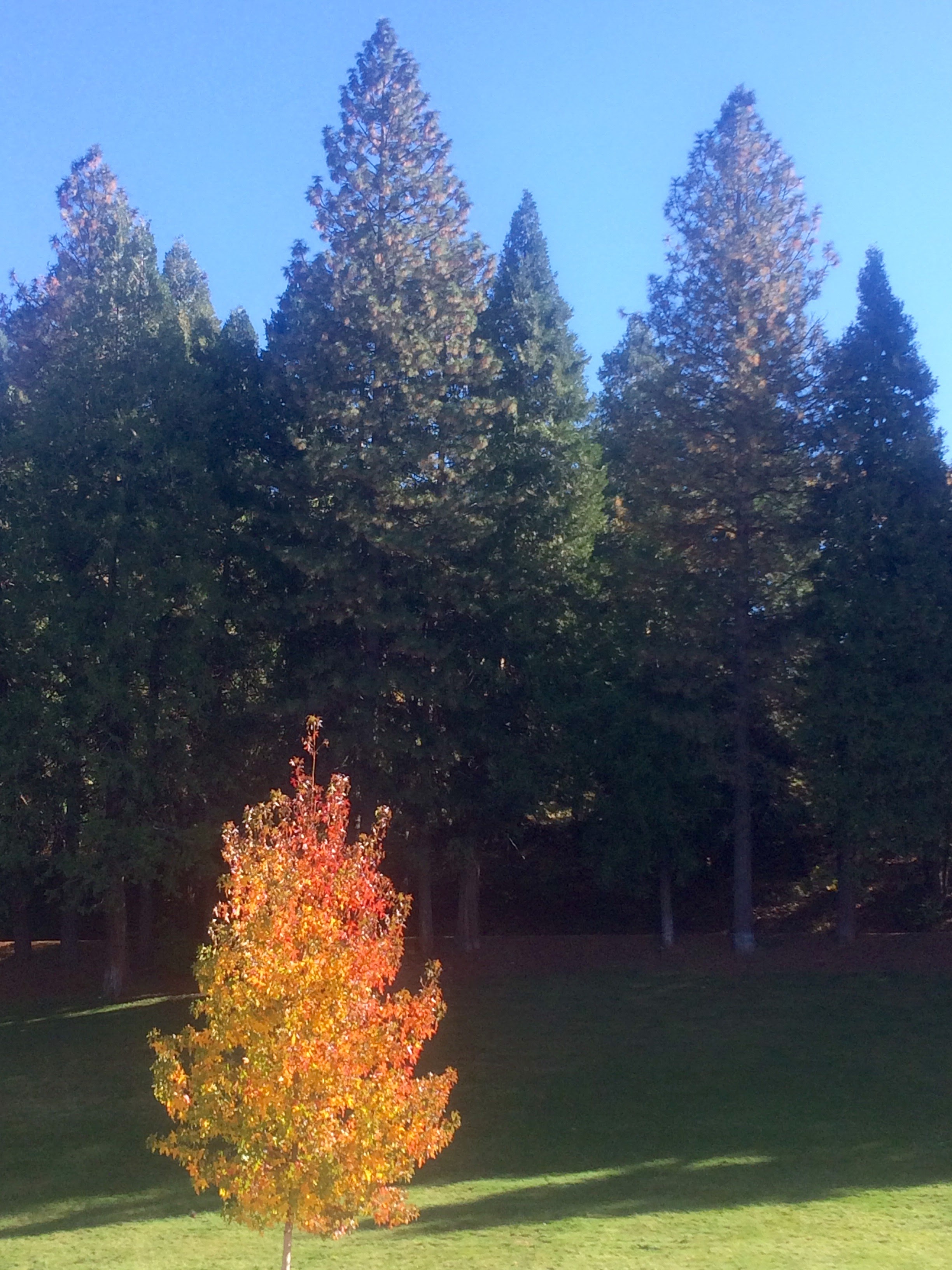 Fall Colors at Apple Hill