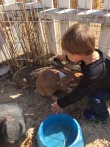 Petting Zoo at Pastorino