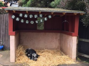 Pigs at Boo at the Zoo