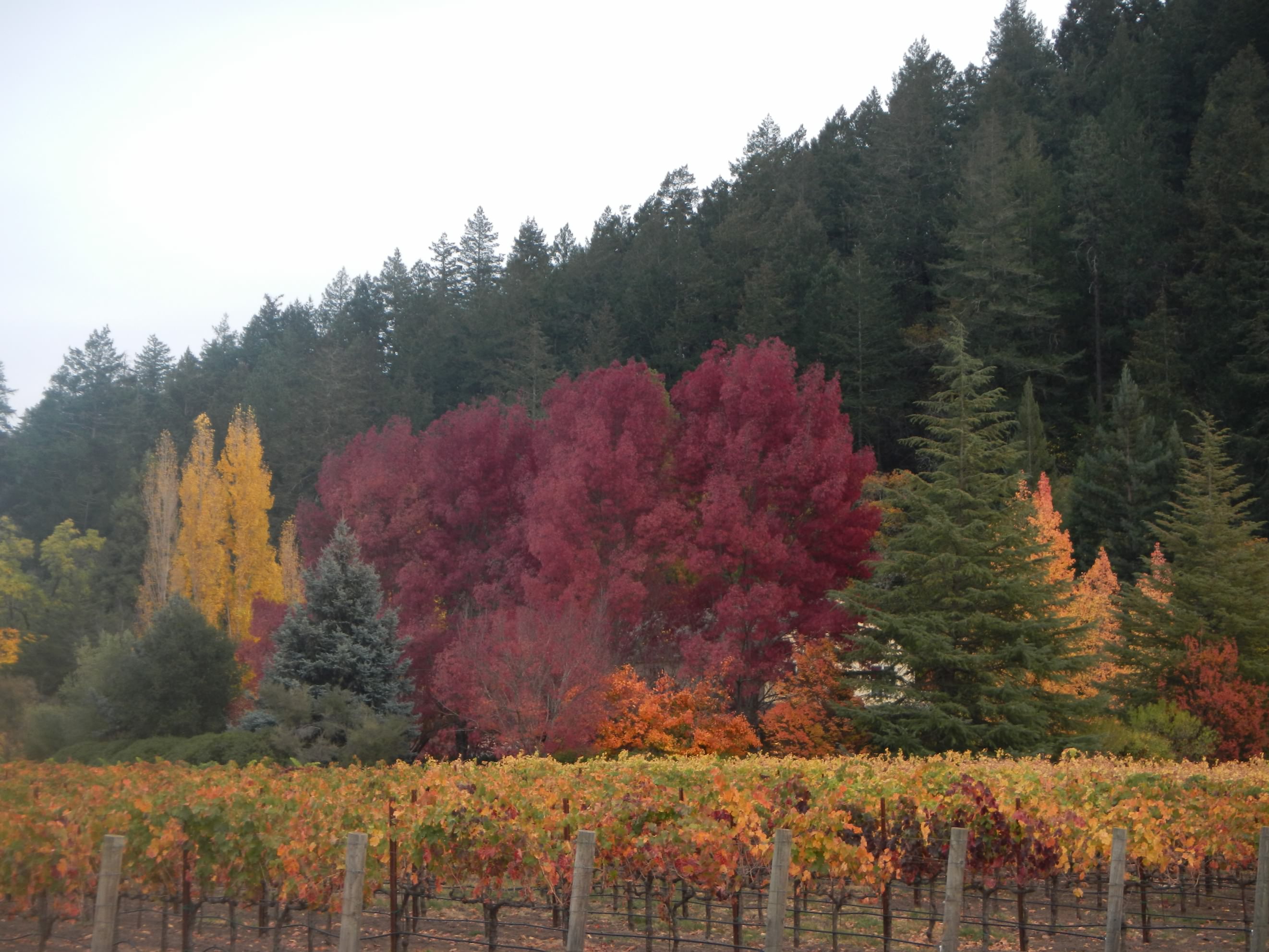 Fall, SF, Wineries