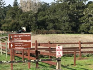 Morgan Horse Ranch with Toddler | Point Reyes with Toddler | Henry and Andrew's Guide (www.henryandandrewsguide.com)
