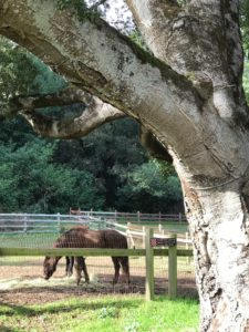 Morgan Horse Ranch with Toddler | Point Reyes with Toddler | Henry and Andrew's Guide (www.henryandandrewsguide.com)