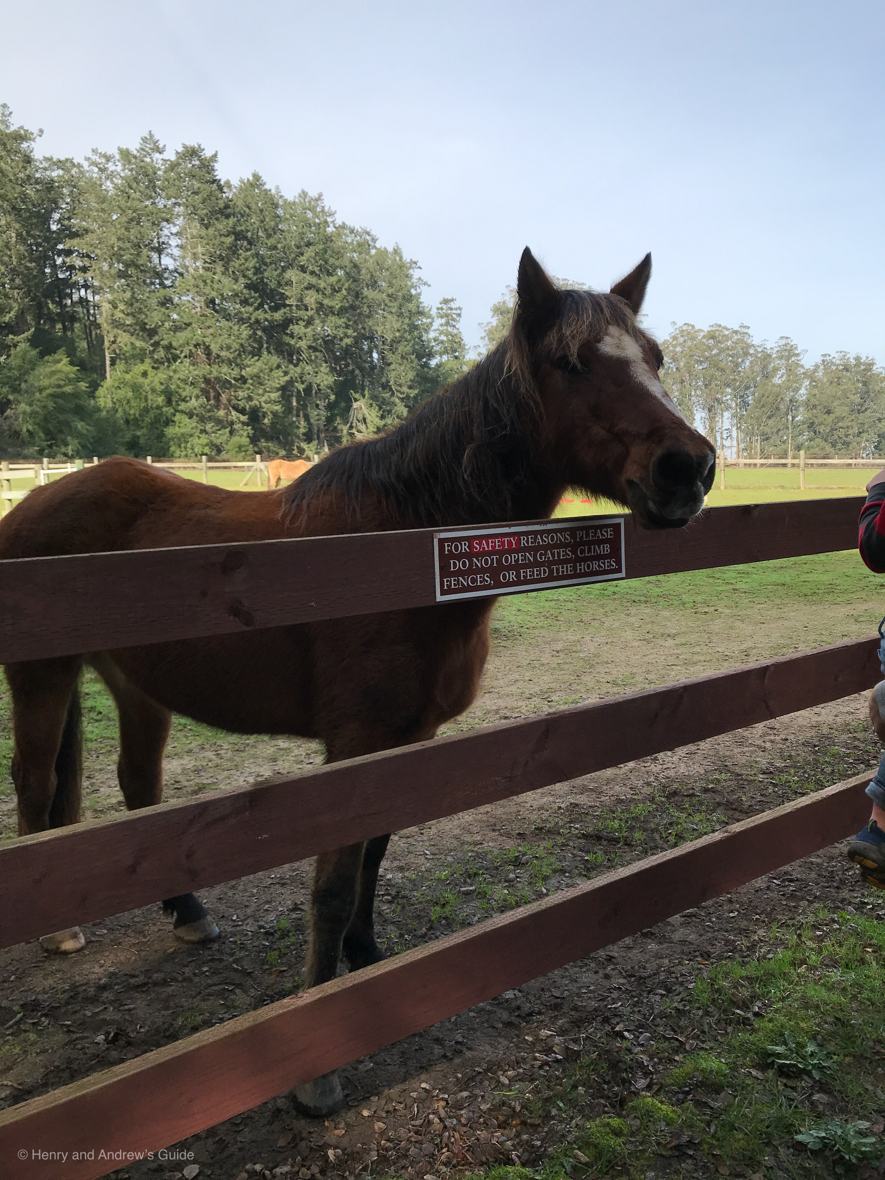 Morgan Horse Ranch with Toddler | Point Reyes with Toddler | Henry and Andrew's Guide (www.henryandandrewsguide.com)