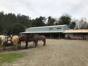 Five Brooks Stable with Toddler | Point Reyes with Kids | Henry and Andrew's Guide (www.henryandandrewsguide.com)