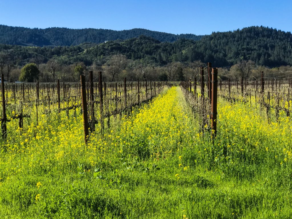 Ultimate List of Kid-Friendly Wineries in Sonoma | San Francisco with Kids | Family Friendly Wineries | Henry and Andrew’s Guide (www.henryandandrewsguide.com)