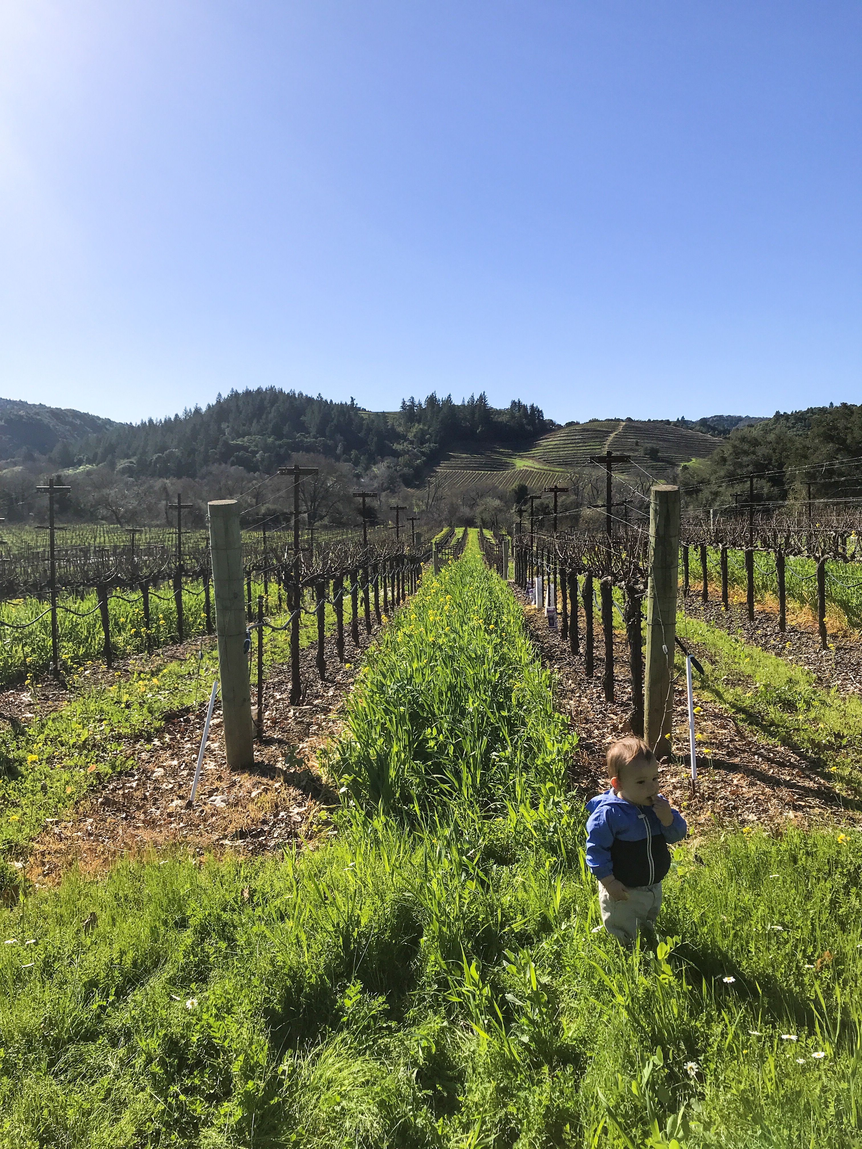 Ultimate List of Kid-Friendly Wineries in Sonoma | San Francisco with Kids | Family Friendly Wineries | Henry and Andrew’s Guide (www.henryandandrewsguide.com)