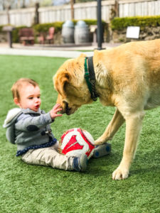 Ultimate List of Kid-Friendly Wineries in Sonoma | San Francisco with Kids | Family Friendly Wineries | Henry and Andrew’s Guide (www.henryandandrewsguide.com)