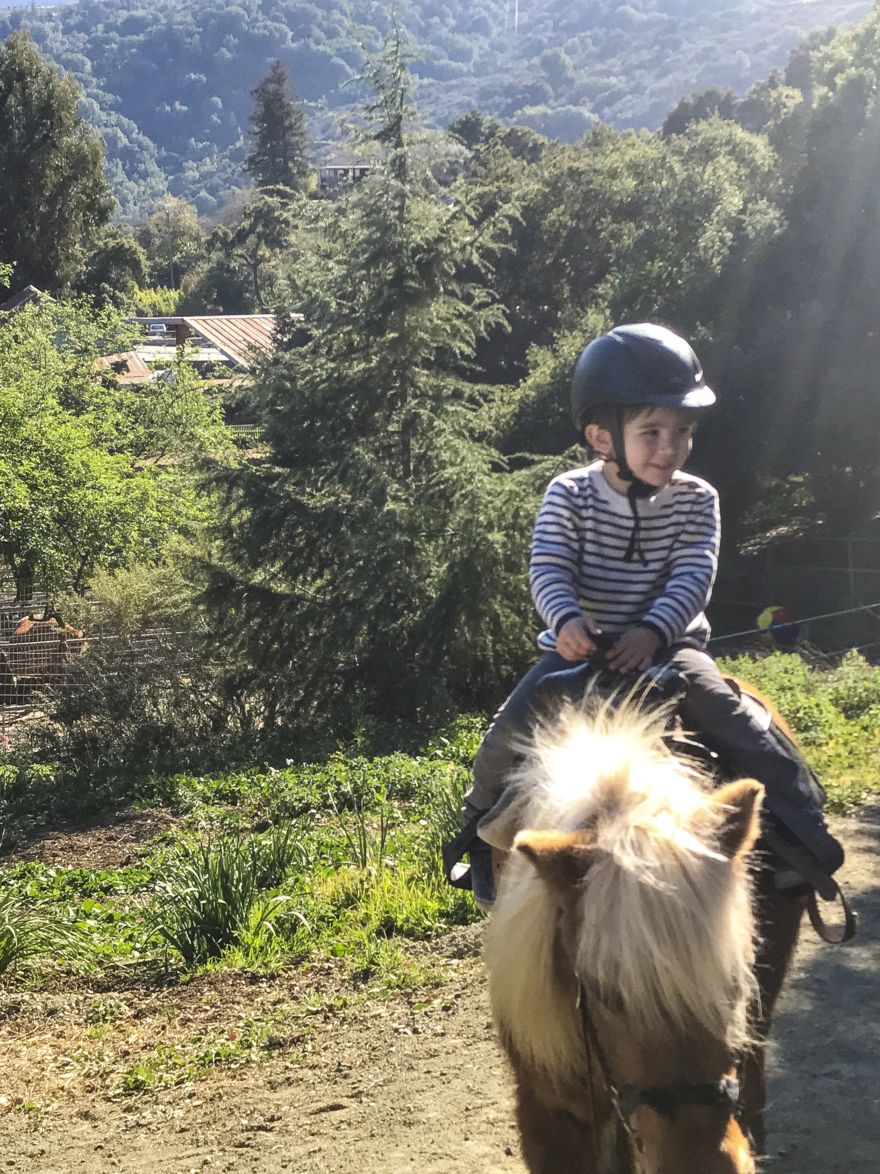Ultimate List of Kid-Friendly Wineries near San Francisco | San Francisco with Kids | Family Friendly Wineries | Henry and Andrew’s Guide (www.henryandandrewsguide.com) 