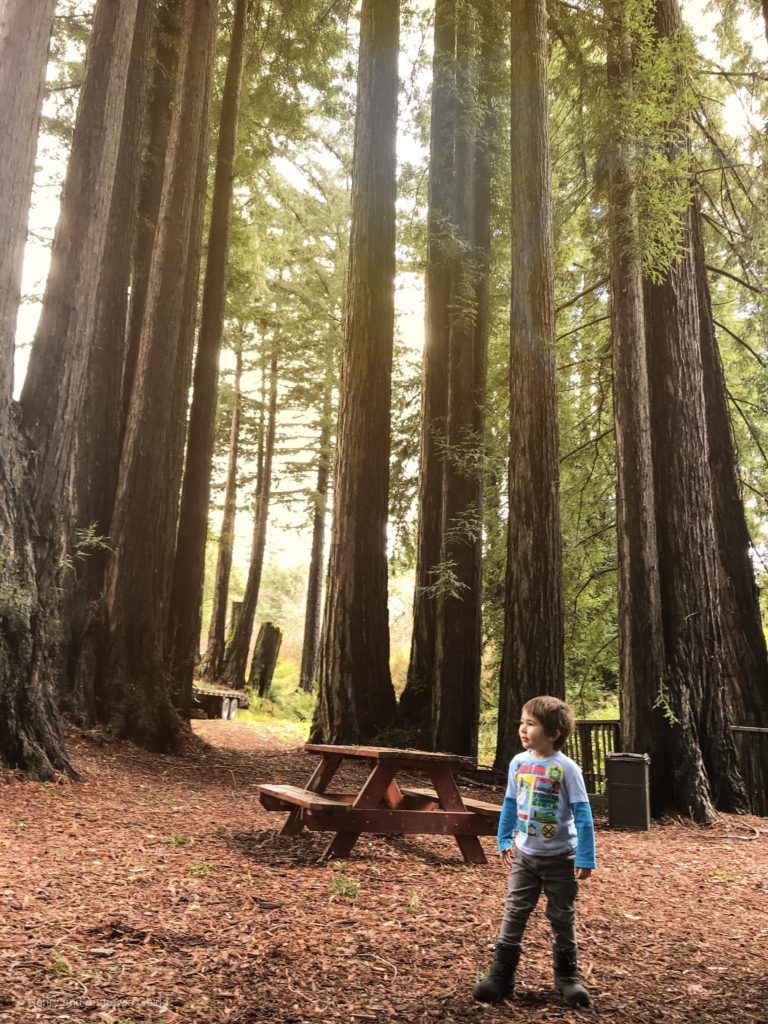 Ultimate List of Kid-Friendly Wineries near the San Francisco Bay Area | San Francisco with Kids | Family Friendly Wineries | Henry and Andrew’s Guide (www.henryandandrewsguide.com)