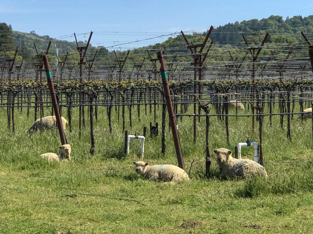 Ultimate List of Kid-Friendly Wineries near the San Francisco Bay Area | Boonville with Kids | Family Friendly Wineries | Henry and Andrew’s Guide (www.henryandandrewsguide.com)