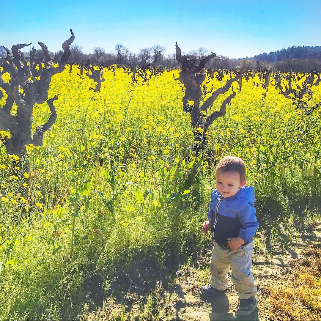 20+ Kid-Friendly Best Wineries in Sonoma