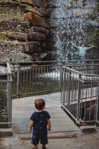 Gilroy Gardens Waterfall