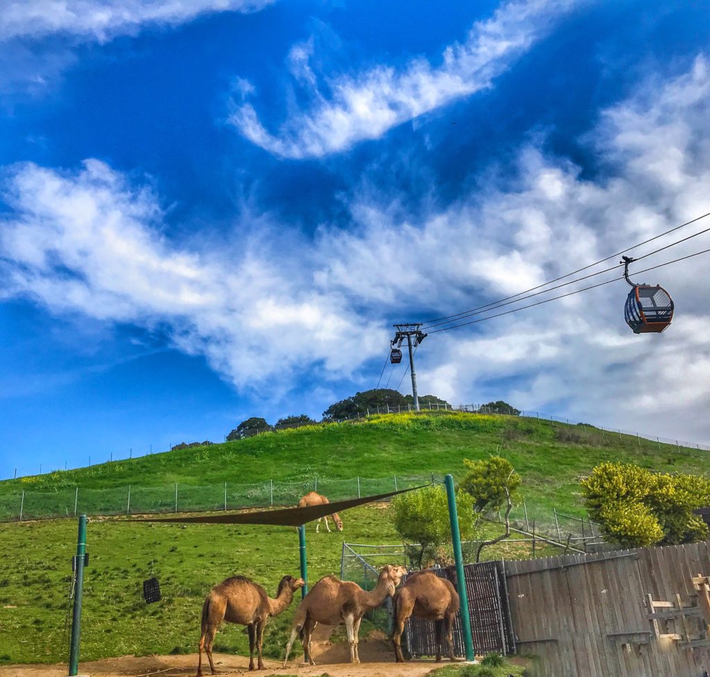 Camels and gondolas at Oakland Zoo