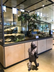 Guide to the Randall Museum in San Francisco | Things to Do in San Francisco with Kids | Henry and Andrew’s Guide (www.henryandandrewsguide.com)