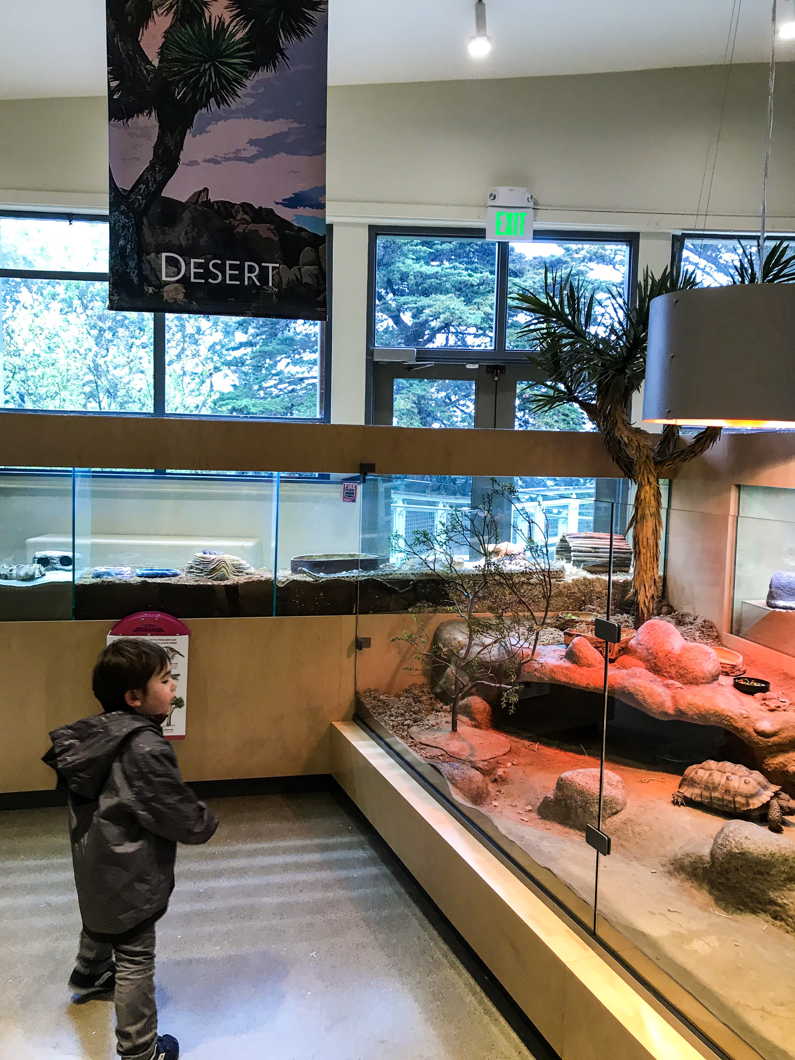 Guide to the Randall Museum in San Francisco | Things to Do in San Francisco with Kids | Henry and Andrew’s Guide (www.henryandandrewsguide.com)