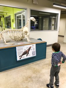 Guide to the Randall Museum in San Francisco | Things to Do in San Francisco with Kids | Henry and Andrew’s Guide (www.henryandandrewsguide.com)