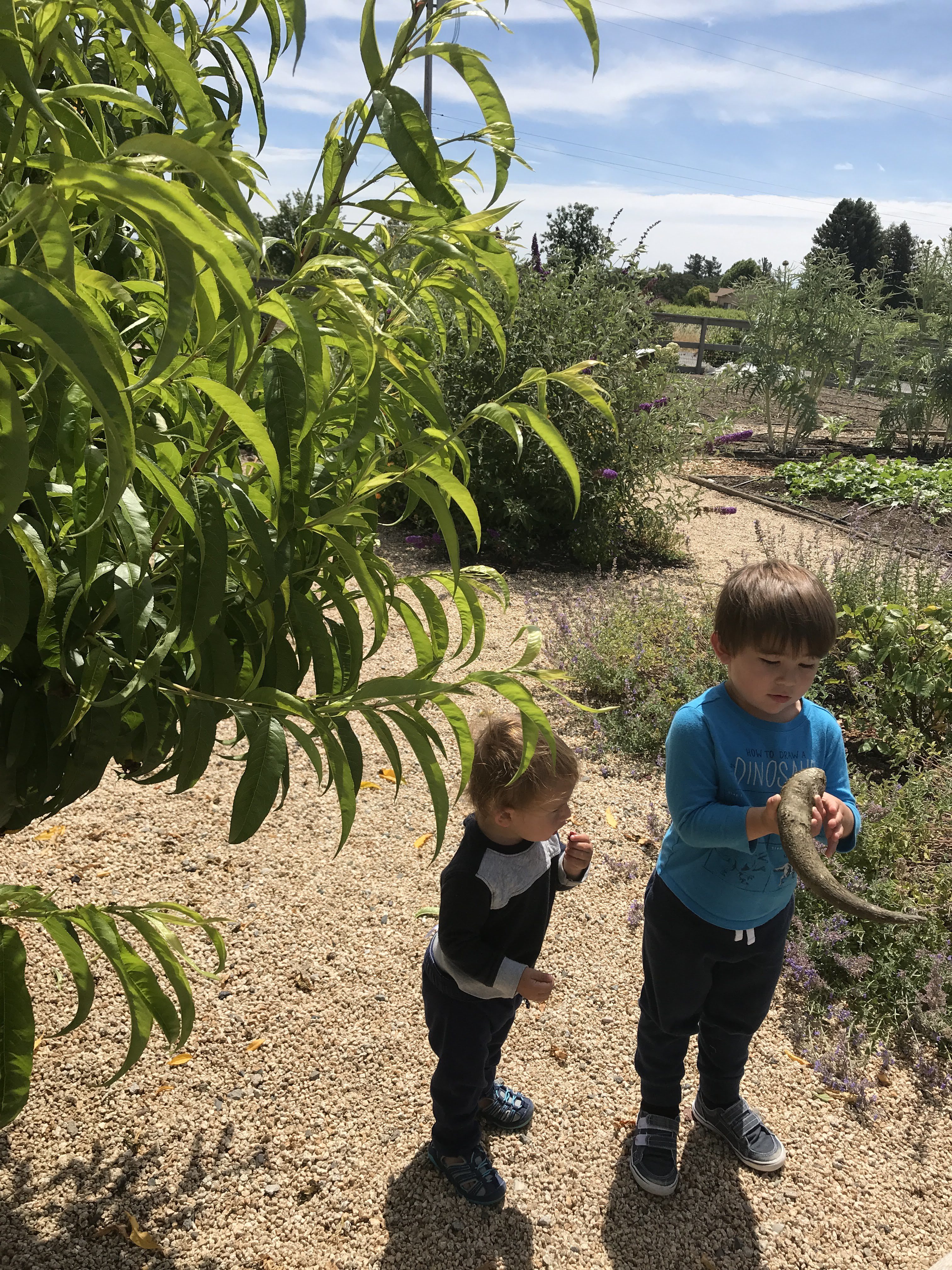 Sonoma with kids Longing at DeLoach Vineyards