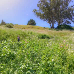 Kid-Friendly Hikes in San Francisco - Billy Goat Hill