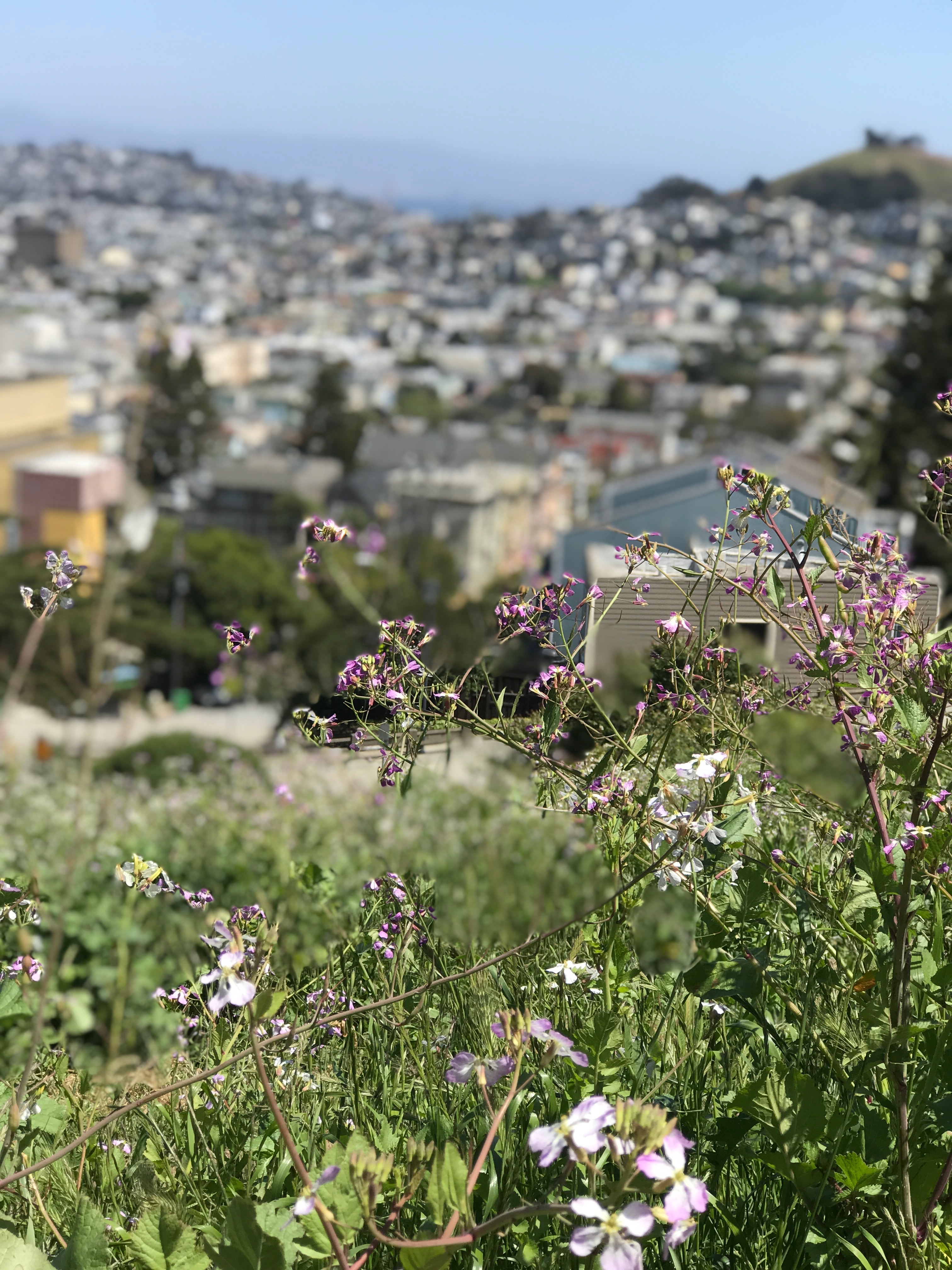 Kid-Friendly Hikes in San Francisco - Billy Goat Hill