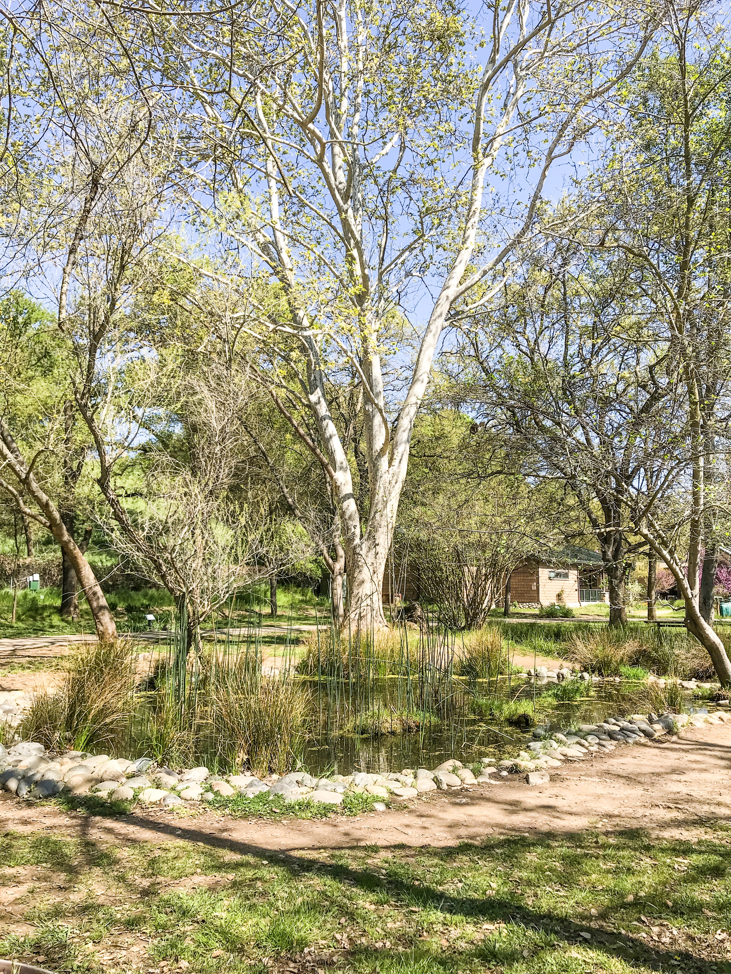 Guide to the Effie Yeaw Nature Center in Sacramento | Things to Do in Sacramento with Kids | Henry and Andrew’s Guide (www.henryandandrewsguide.com)