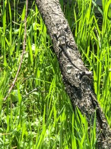 Guide to the Effie Yeaw Nature Center in Sacramento | Things to Do in Sacramento with Kids | Henry and Andrew’s Guide (www.henryandandrewsguide.com)