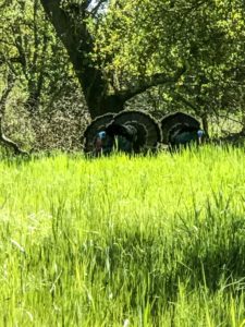 Guide to the Effie Yeaw Nature Center in Sacramento | Things to Do in Sacramento with Kids | Henry and Andrew’s Guide (www.henryandandrewsguide.com)