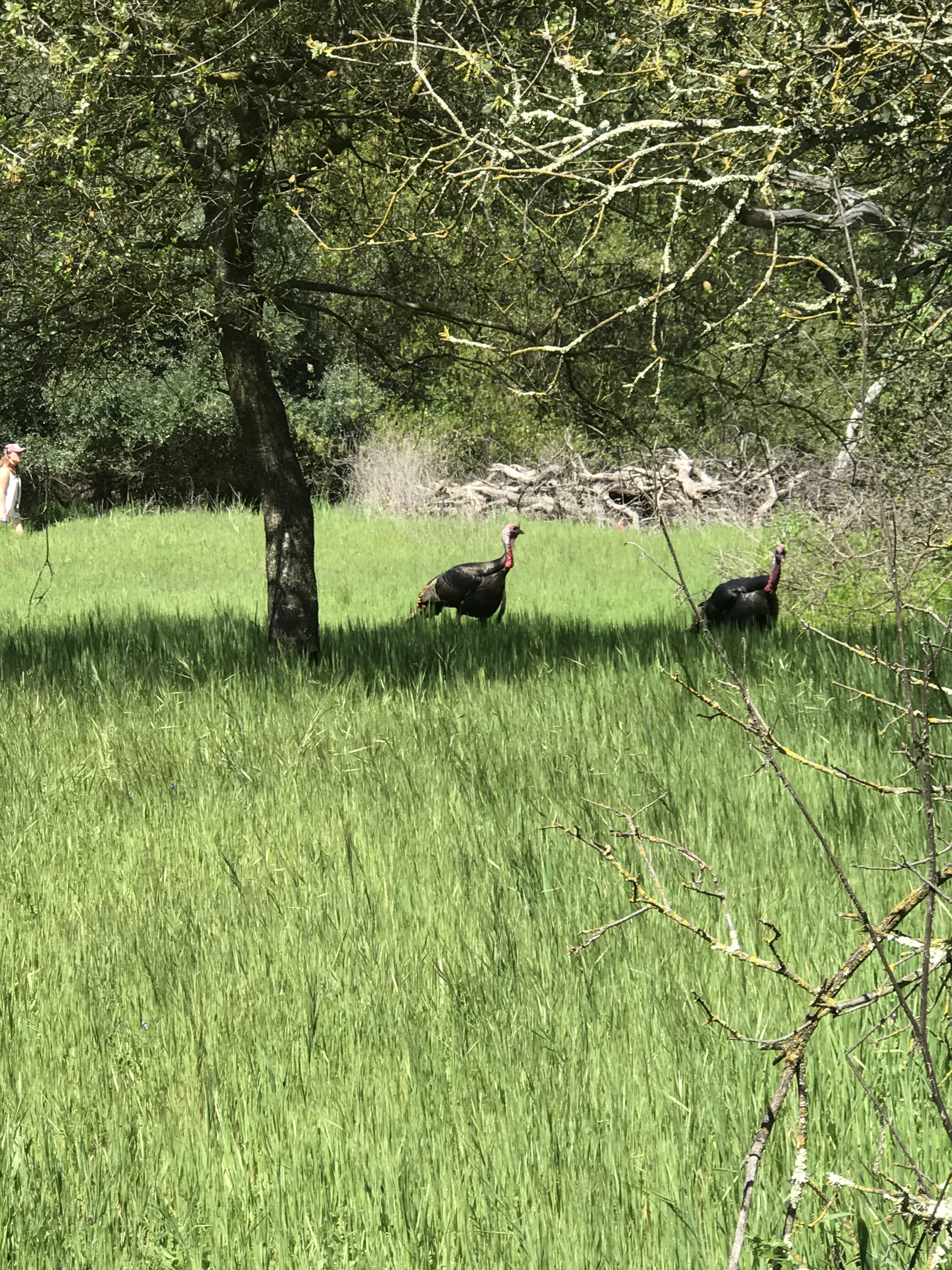 Guide to the Effie Yeaw Nature Center in Sacramento | Things to Do in Sacramento with Kids | Henry and Andrew’s Guide (www.henryandandrewsguide.com)