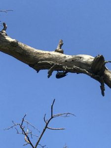 Guide to the Effie Yeaw Nature Center in Sacramento | Things to Do in Sacramento with Kids | Henry and Andrew’s Guide (www.henryandandrewsguide.com)