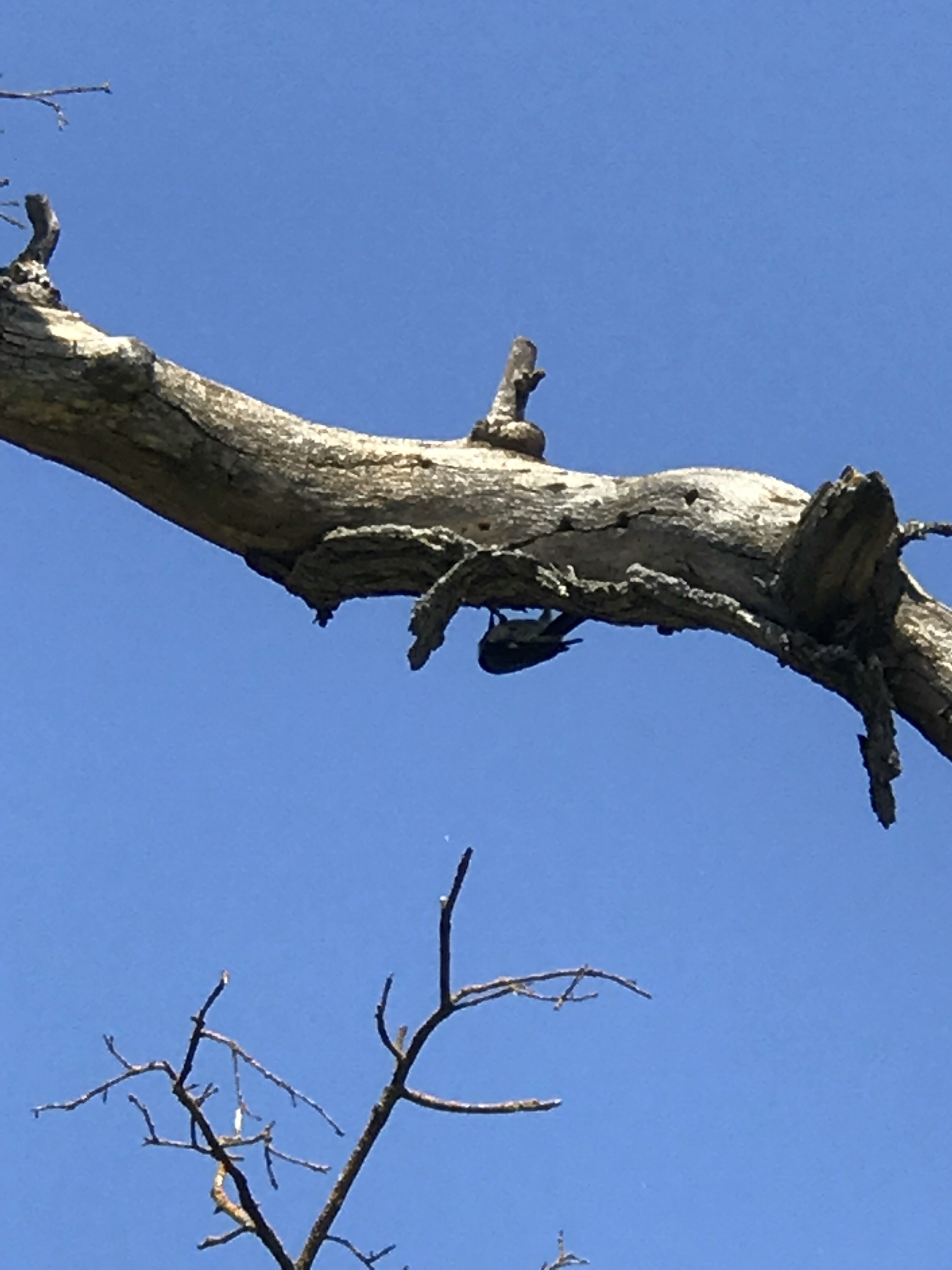 Guide to the Effie Yeaw Nature Center in Sacramento | Things to Do in Sacramento with Kids | Henry and Andrew’s Guide (www.henryandandrewsguide.com)