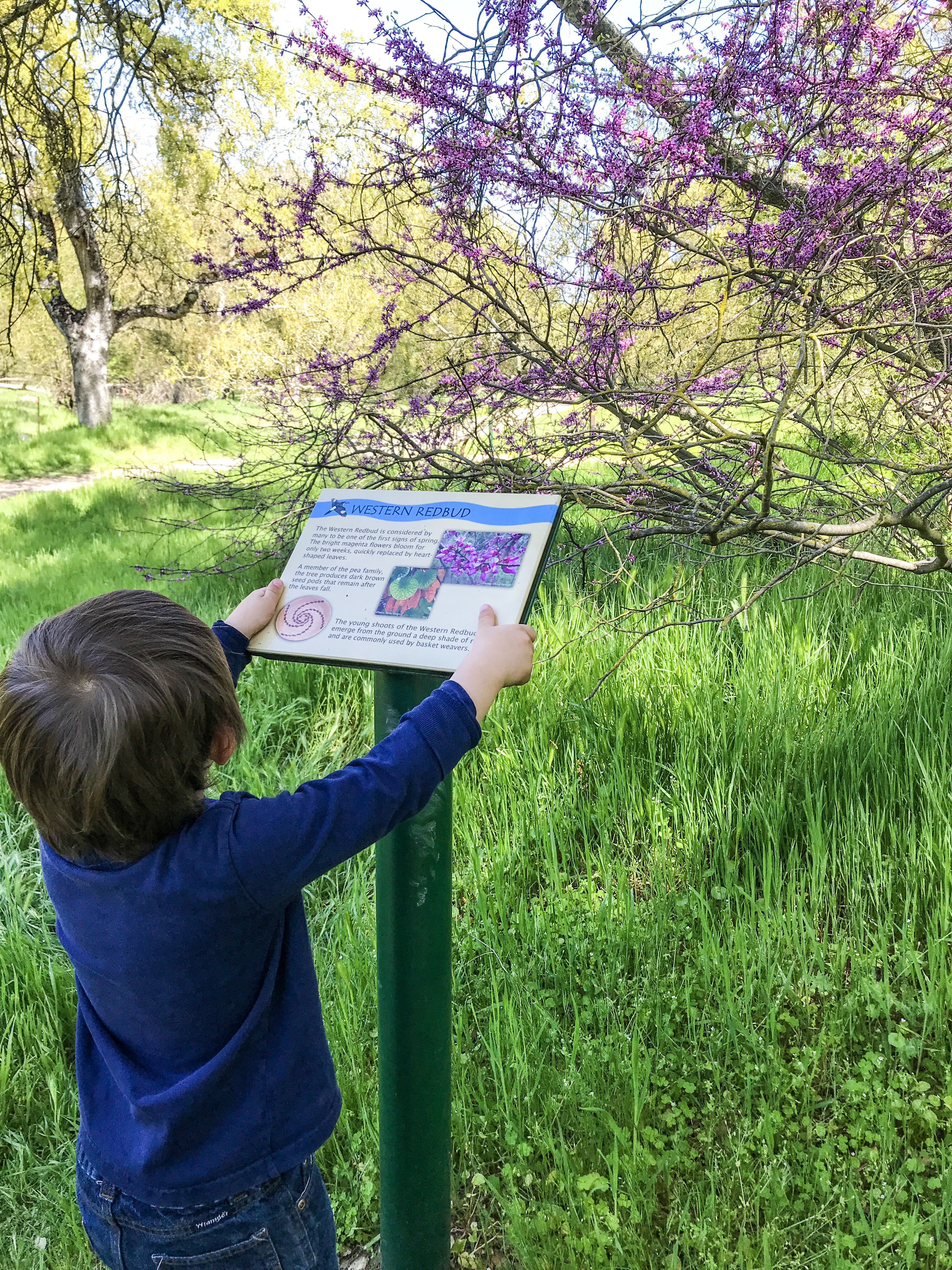 Guide to the Effie Yeaw Nature Center in Sacramento | Things to Do in Sacramento with Kids | Henry and Andrew’s Guide (www.henryandandrewsguide.com)