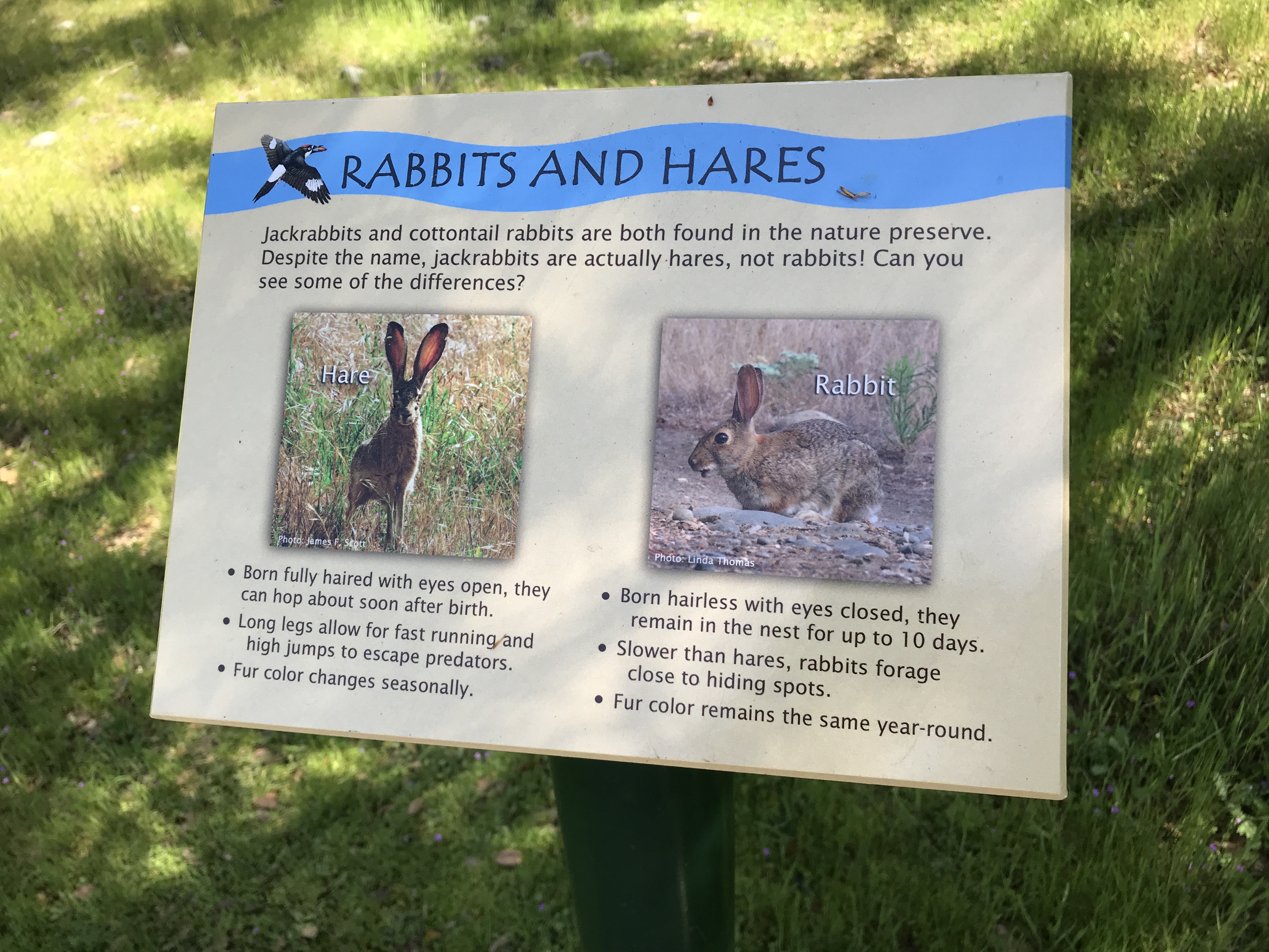 Guide to the Effie Yeaw Nature Center in Sacramento | Things to Do in Sacramento with Kids | Henry and Andrew’s Guide (www.henryandandrewsguide.com)