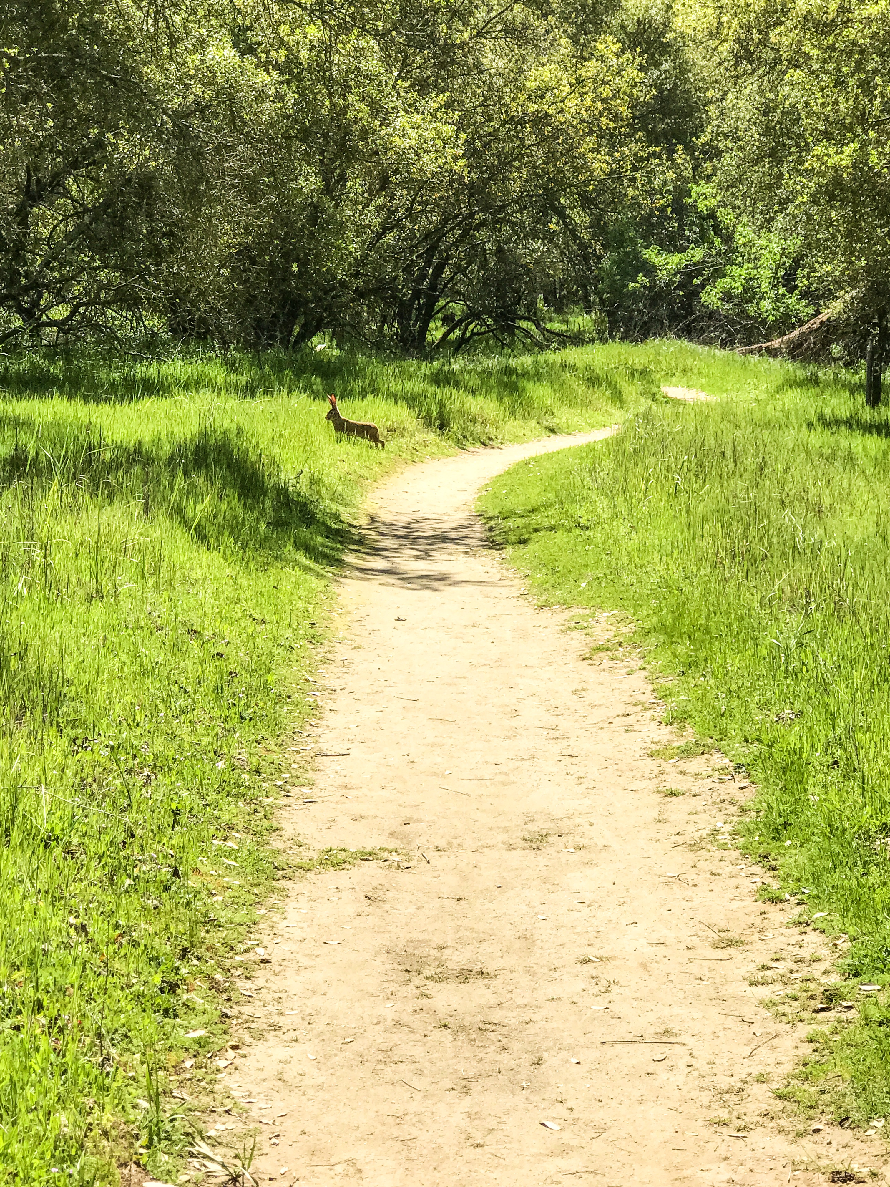 Guide to the Effie Yeaw Nature Center in Sacramento | Things to Do in Sacramento with Kids | Henry and Andrew’s Guide (www.henryandandrewsguide.com)