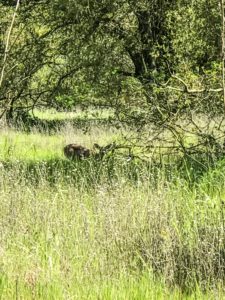 Guide to the Effie Yeaw Nature Center in Sacramento | Things to Do in Sacramento with Kids | Henry and Andrew’s Guide (www.henryandandrewsguide.com)