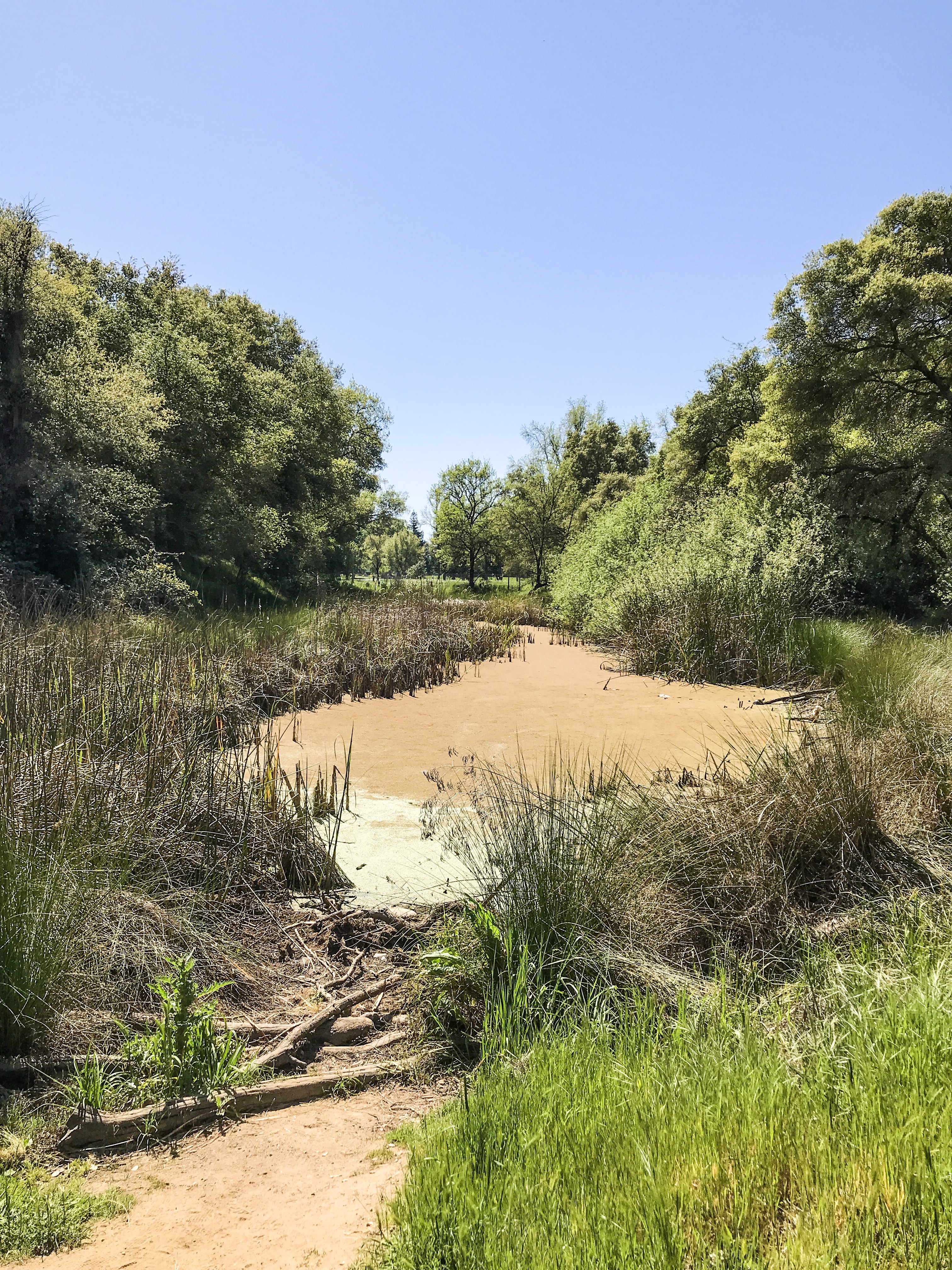 Guide to the Effie Yeaw Nature Center in Sacramento | Things to Do in Sacramento with Kids | Henry and Andrew’s Guide (www.henryandandrewsguide.com)