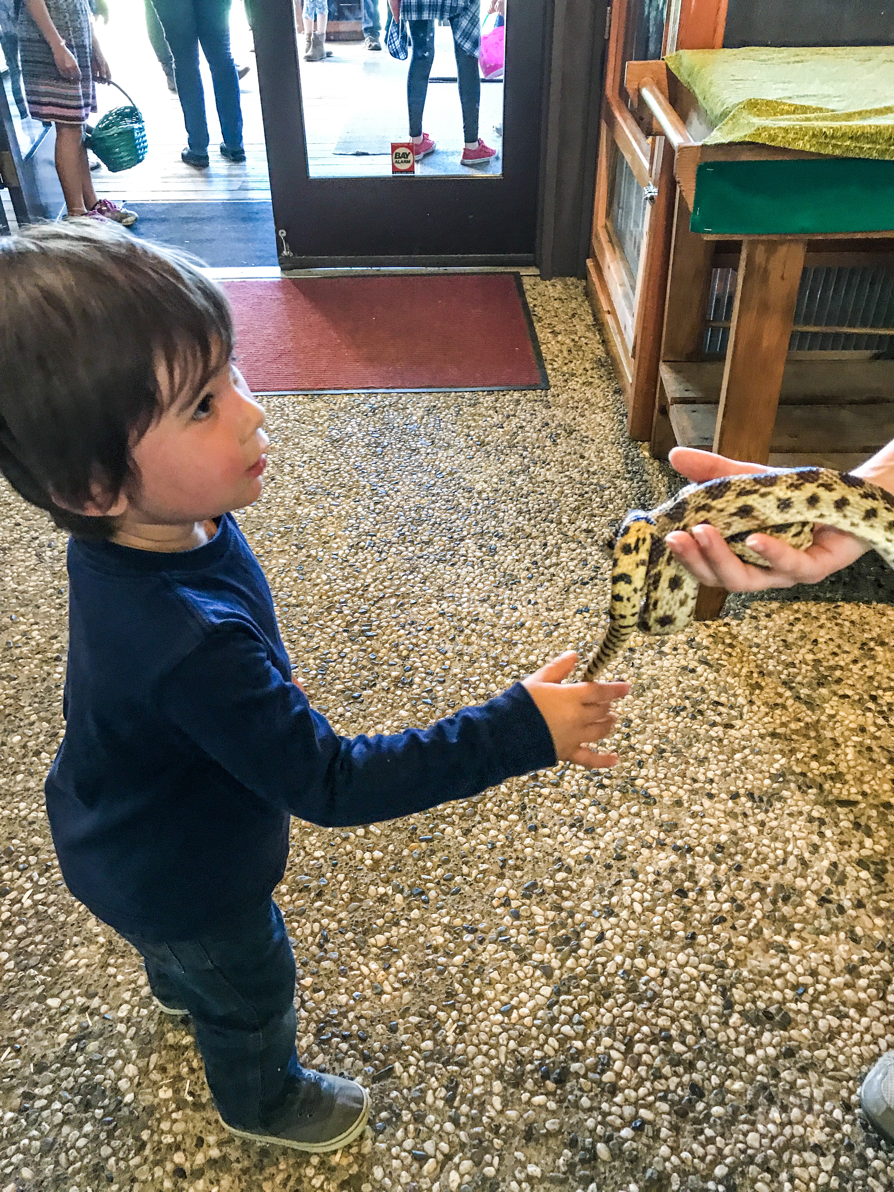 Guide to the Effie Yeaw Nature Center in Sacramento | Things to Do in Sacramento with Kids | Henry and Andrew’s Guide (www.henryandandrewsguide.com)