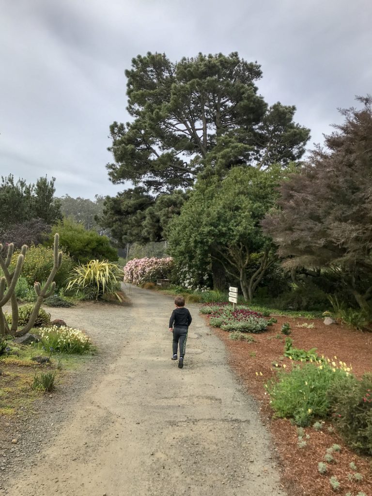 Guide to the Mendocino Botanical Gardens in Fort Bragg | Things to Do in Fort Bragg | Henry and Andrew’s Guide (www.henryandandrewsguide.com)