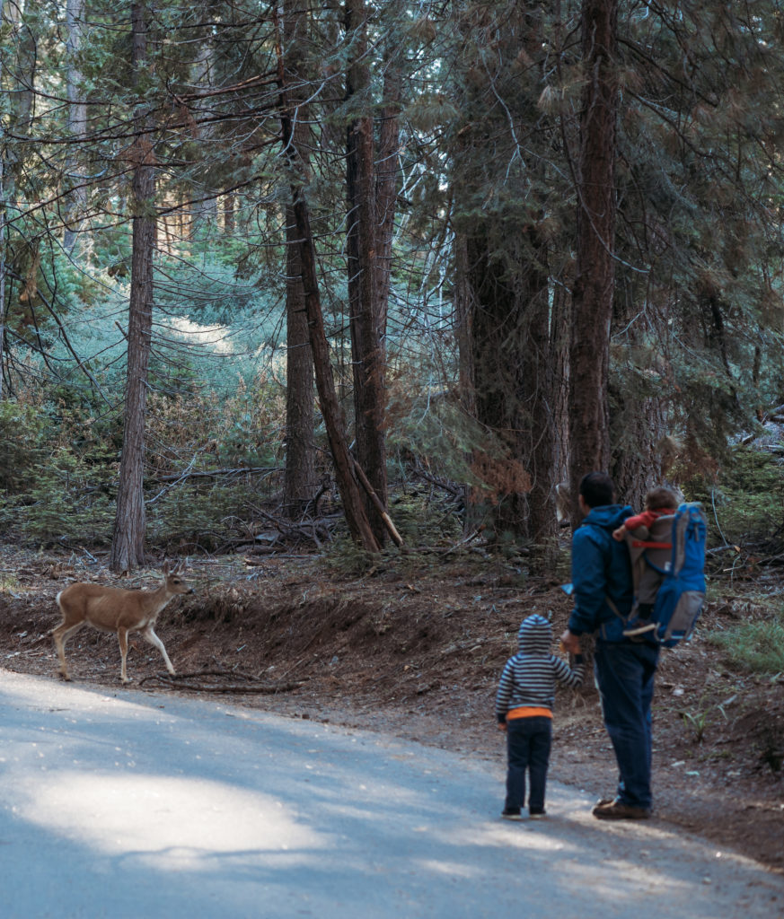 Deer at Yosemite