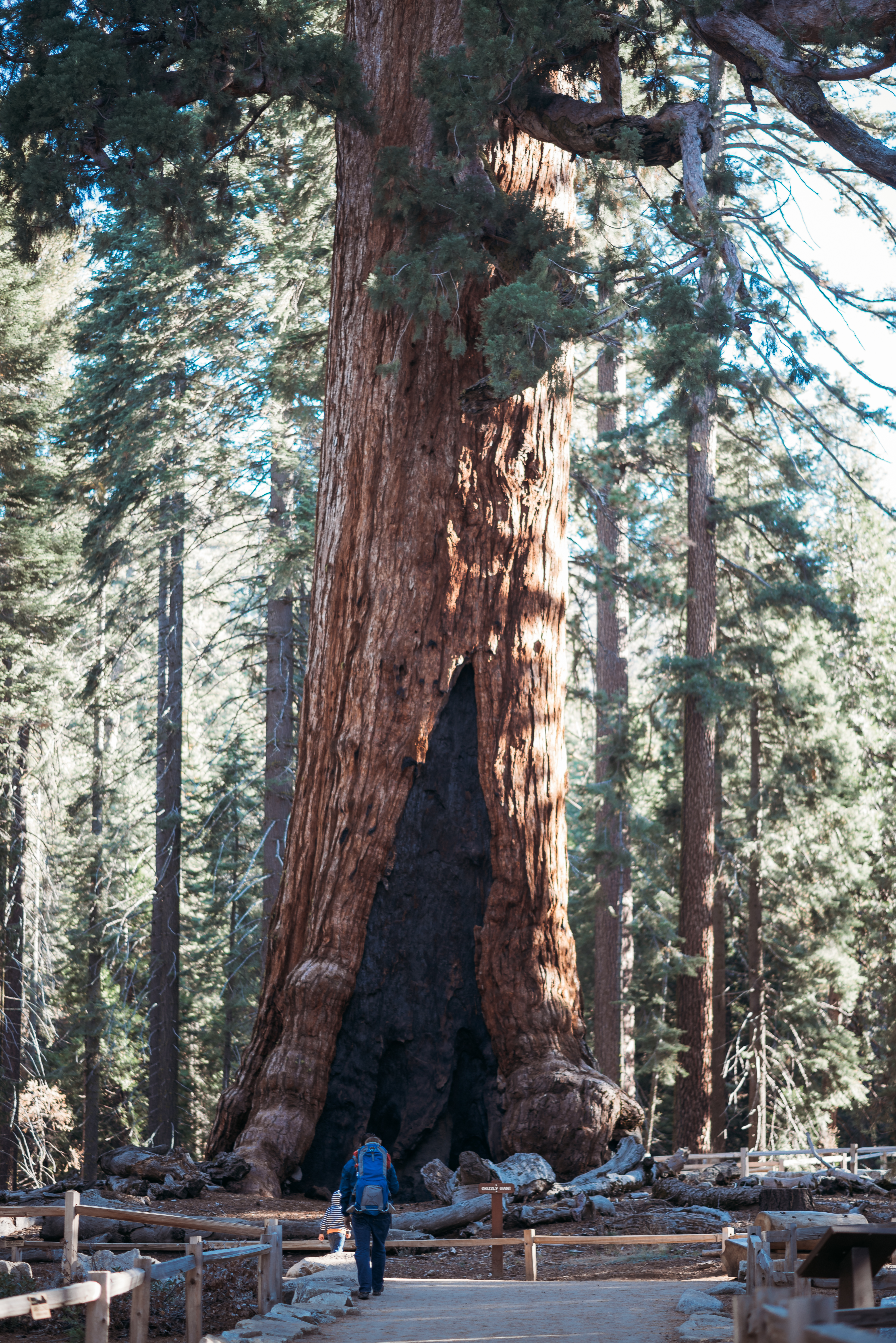 The Giant Grizzly with toddlers