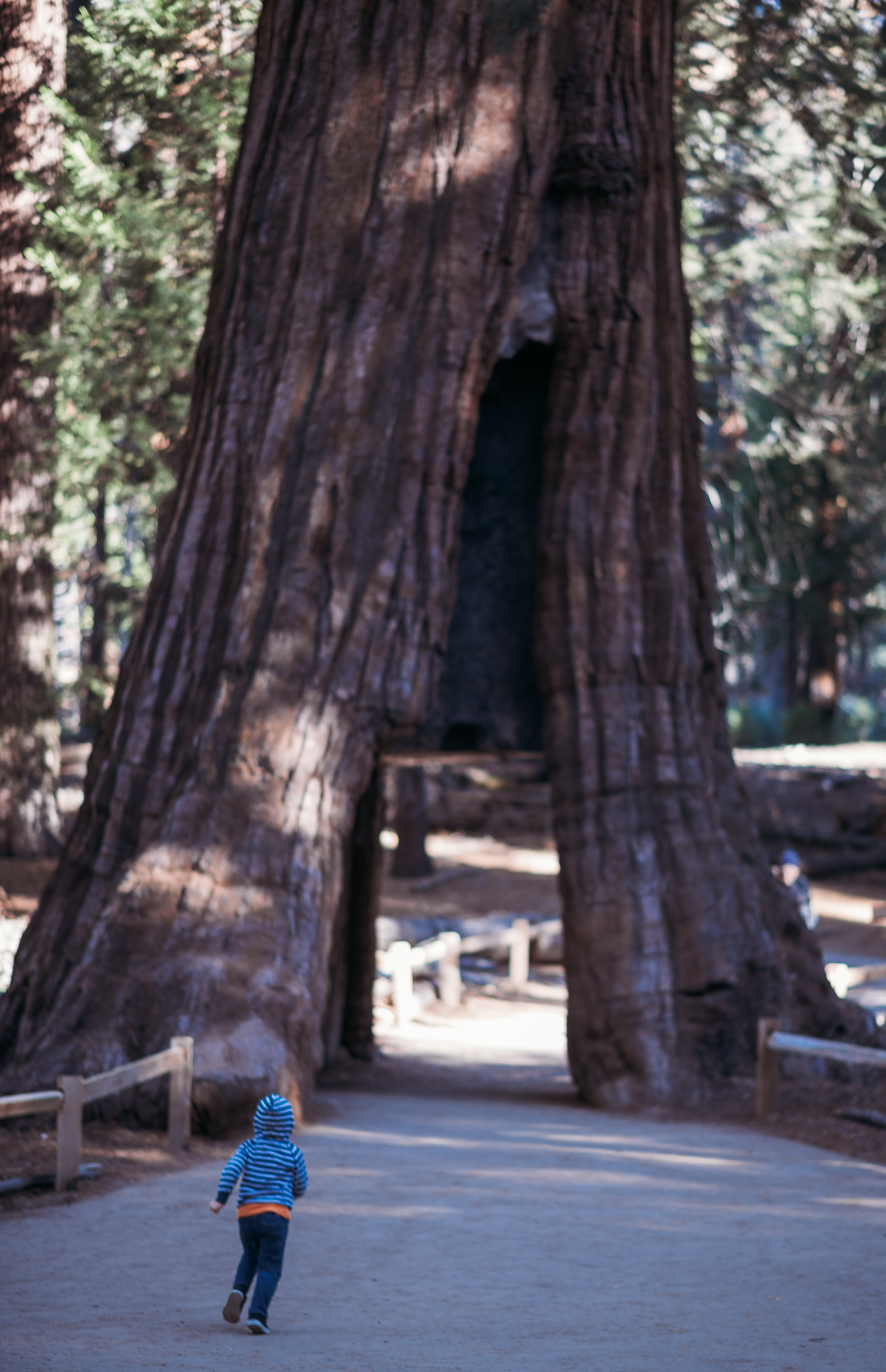 The California Tree Tunnel!!