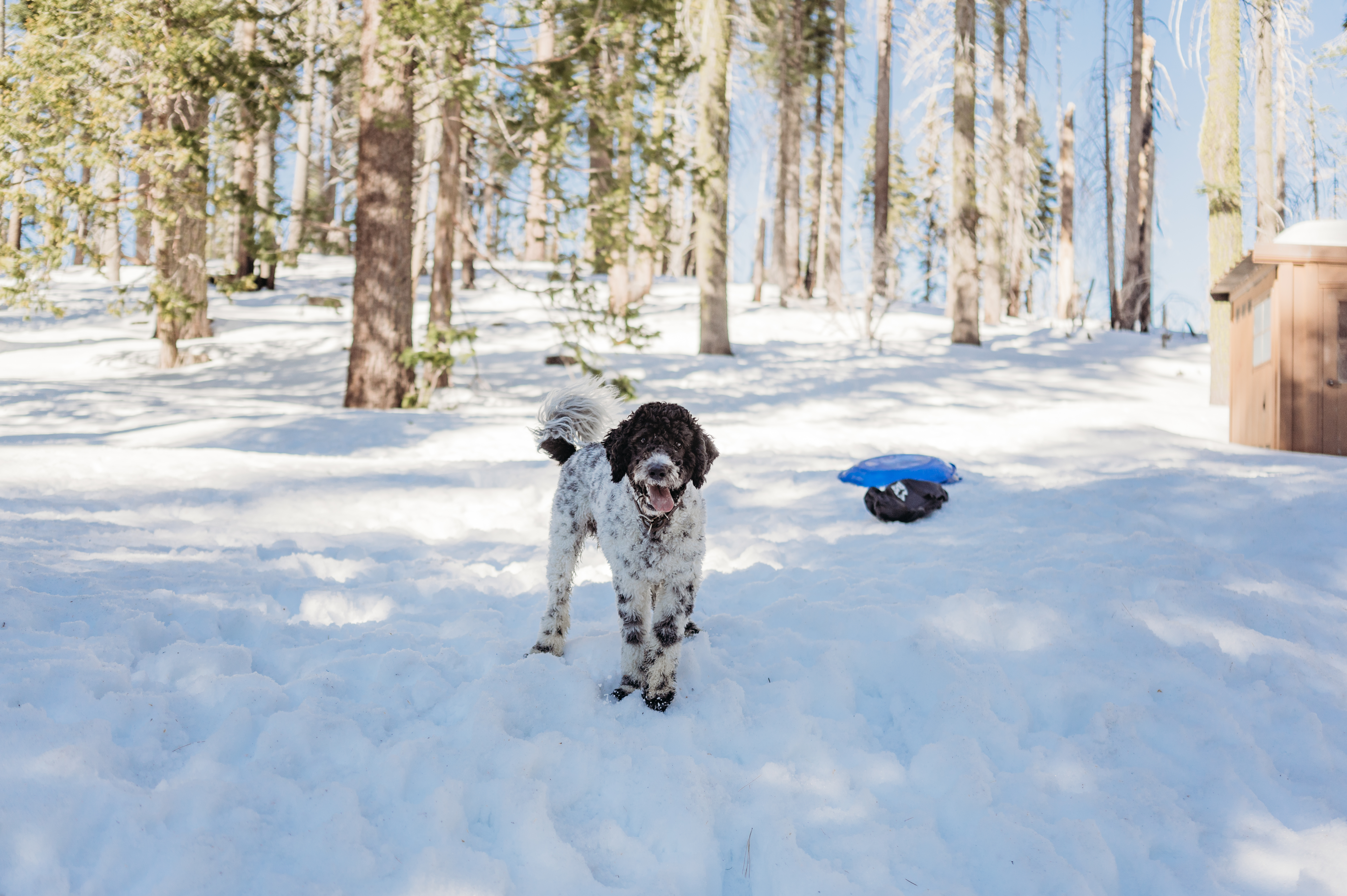 Snow Dog